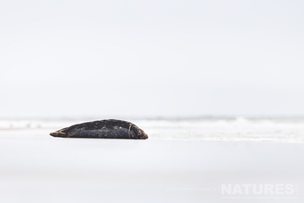 A lone seal lies on the beach photographed by Robin Lowry whilst leading the NaturesLens Seals of Norfolk photography holiday