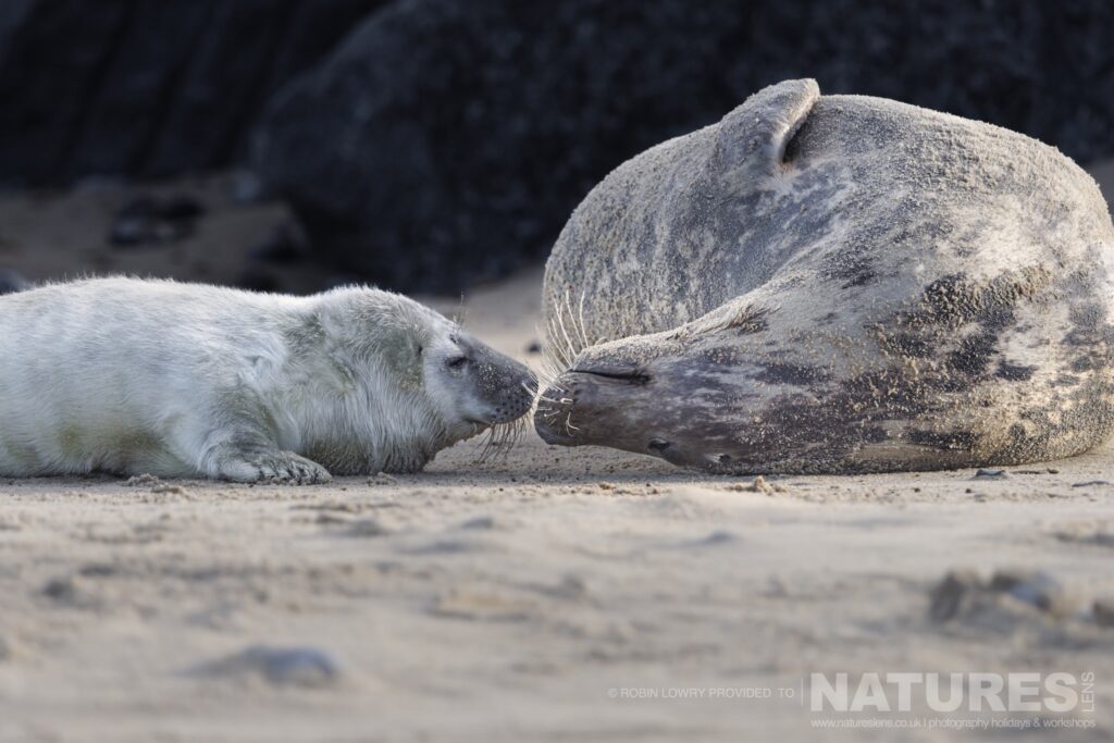 A low level image of a female with her new seal pup on the beach photographed by Robin Lowry whilst leading the NaturesLens Seals of Norfolk photography holiday