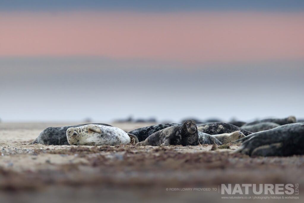 A low level image of a group of seals on the beach photographed by Robin Lowry whilst leading the NaturesLens Seals of Norfolk photography holiday