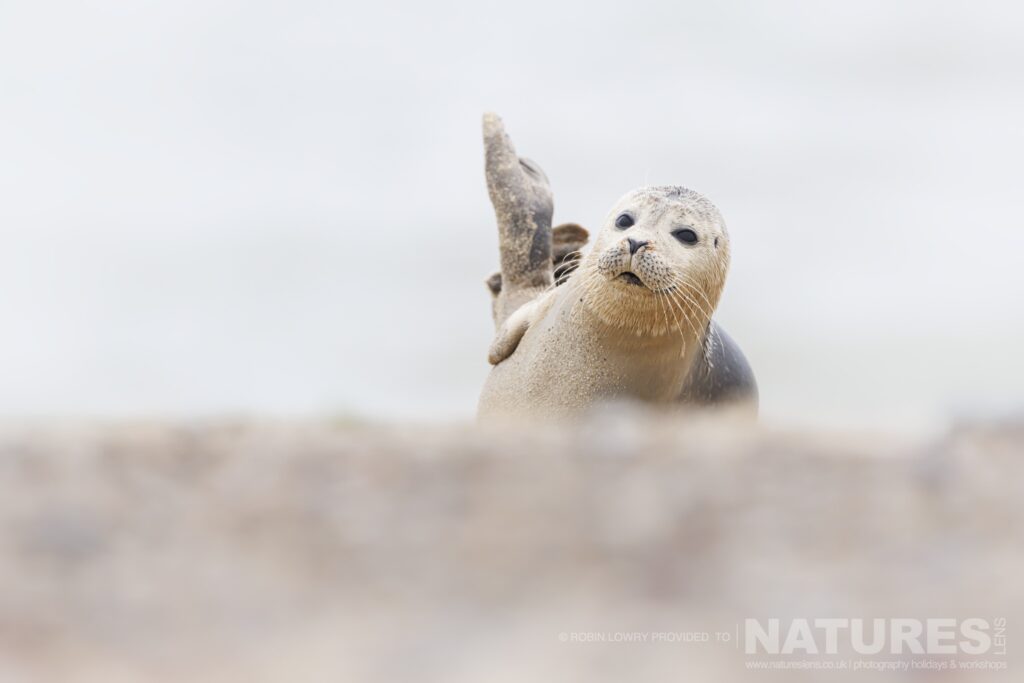 A low level image of a seal pup on the beach photographed by Robin Lowry whilst leading the NaturesLens Seals of Norfolk photography holiday