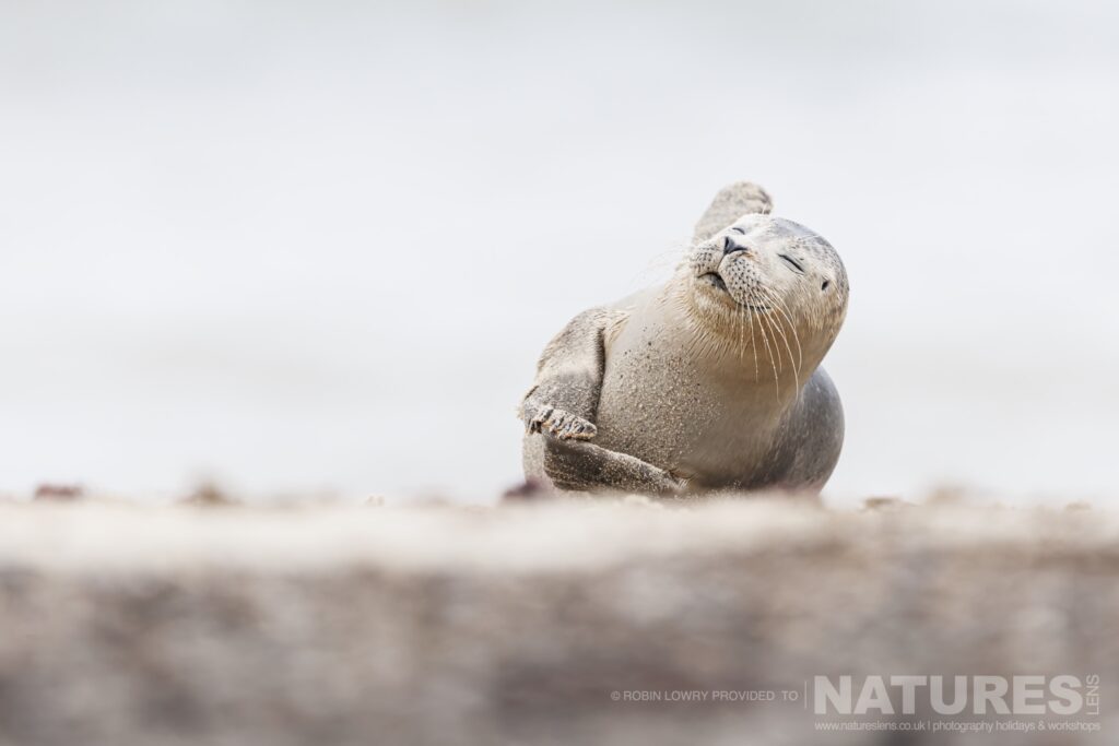 A low level image of one of the seal pups photographed by Robin Lowry whilst leading the NaturesLens Seals of Norfolk photography holiday