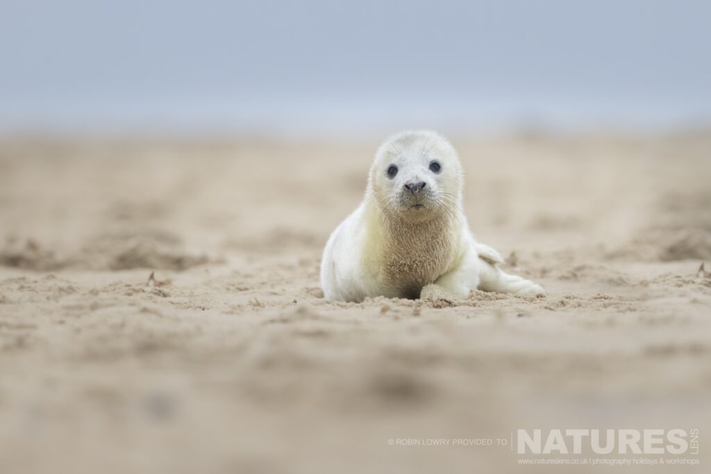 A low level image of one of the very young seal pups photographed by Robin Lowry whilst leading the NaturesLens Seals of Norfolk photography holiday