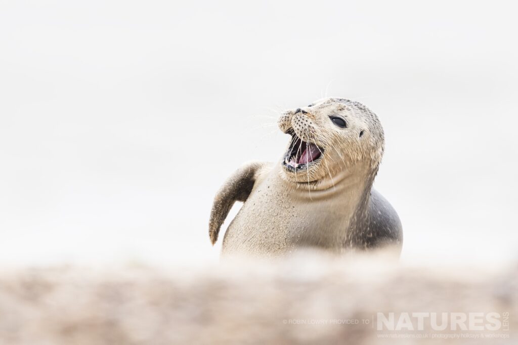 A low level image of one of the young seal pups photographed by Robin Lowry whilst leading the NaturesLens Seals of Norfolk photography holiday