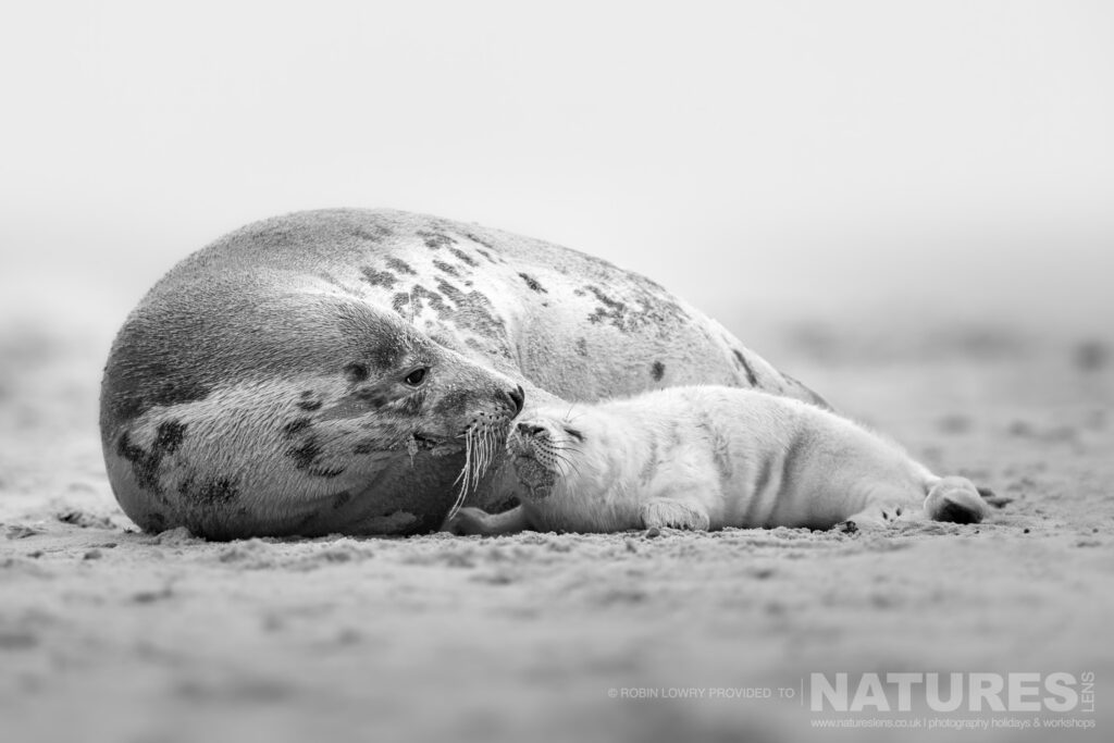 A mono image of one of the female seals with her new pup on the beach photographed by Robin Lowry whilst leading the NaturesLens Seals of Norfolk photography holiday