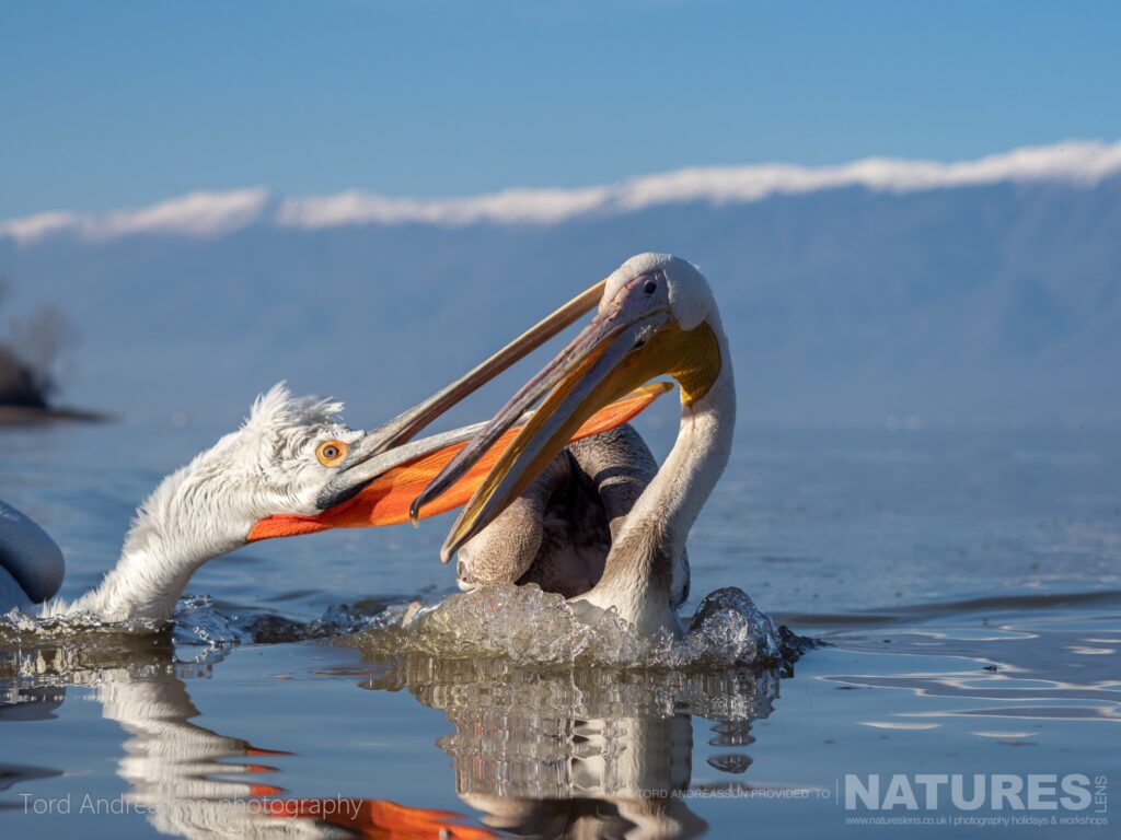 A pair of Kerkinis Pelicans squabble over fish photographed by Tord Andreasson