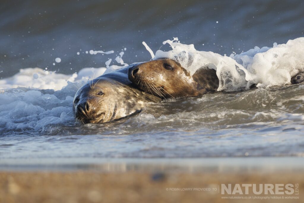 A pair of Norfolks seals playing in the surf photographed by Robin Lowry whilst leading the NaturesLens Seals of Norfolk photography holiday