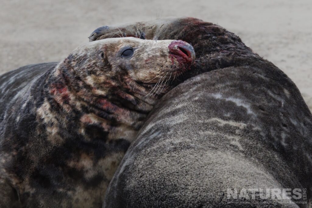 A pair of bull seals fight for dominance of the females photographed by Robin Lowry whilst leading the NaturesLens Seals of Norfolk photography holiday