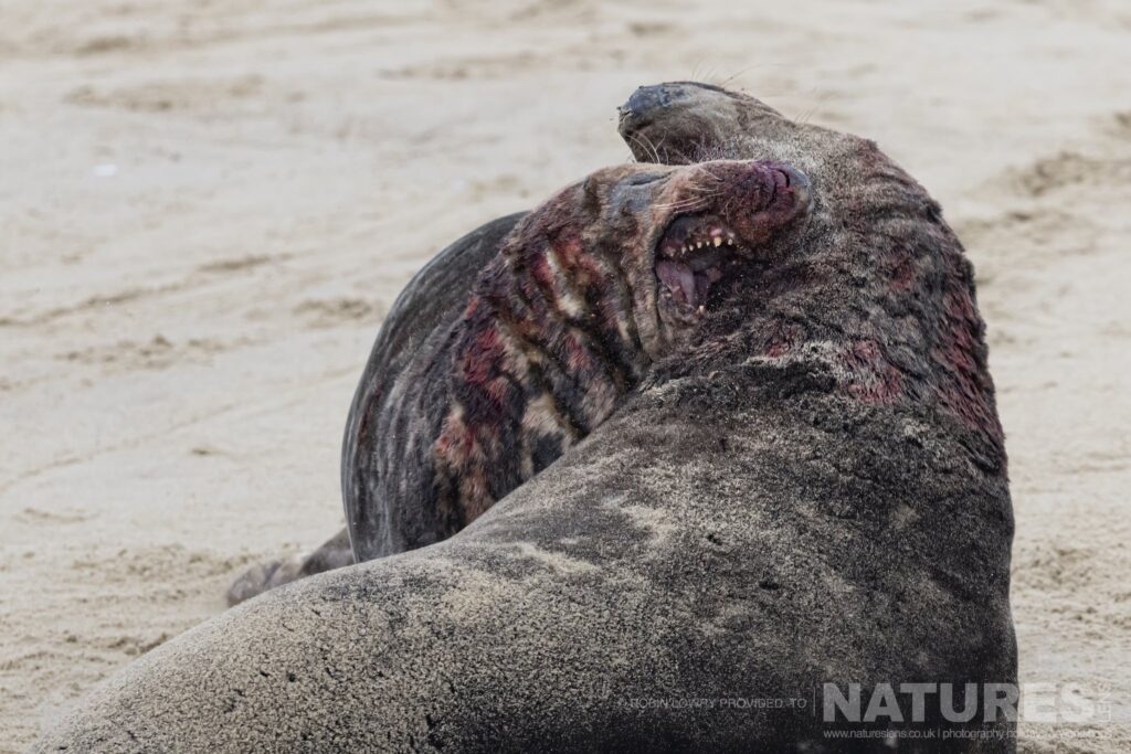 A pair of bull seals fight for dominance photographed by Robin Lowry whilst leading the NaturesLens Seals of Norfolk photography holiday