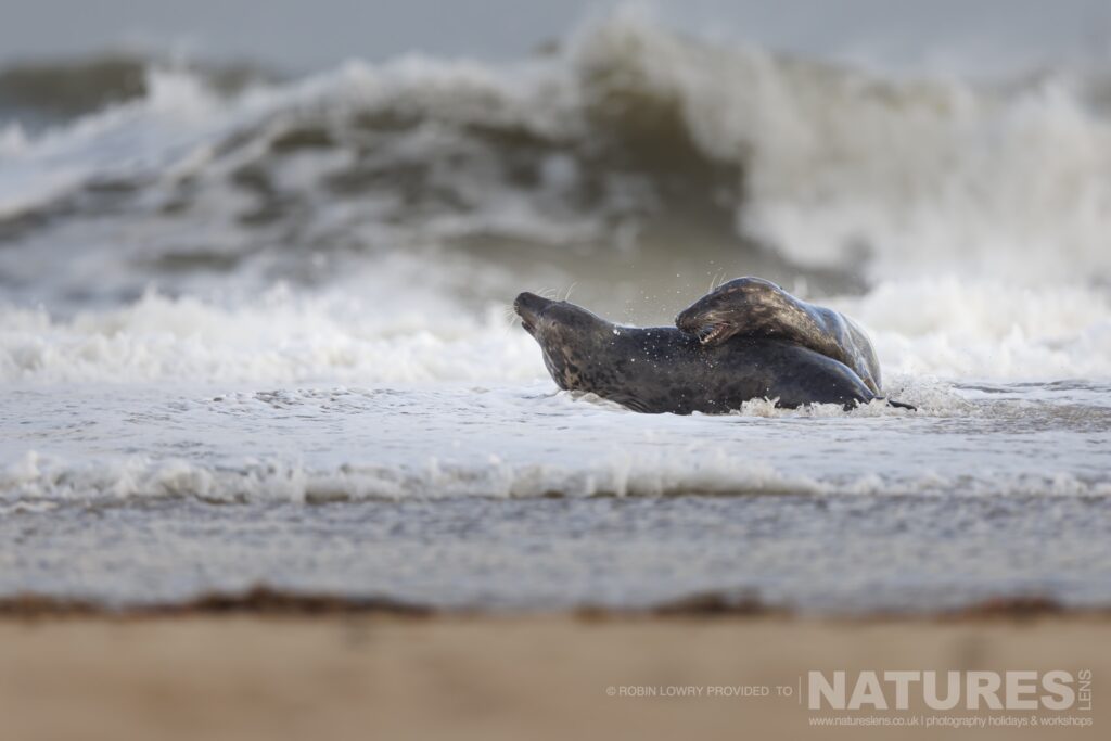 A pair of juvenile seals playing in the surf photographed by Robin Lowry whilst leading the NaturesLens Seals of Norfolk photography holiday