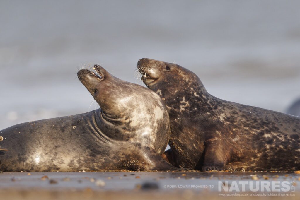 A pair of seals jousting for superiority photographed by Robin Lowry whilst leading the NaturesLens Seals of Norfolk photography holiday