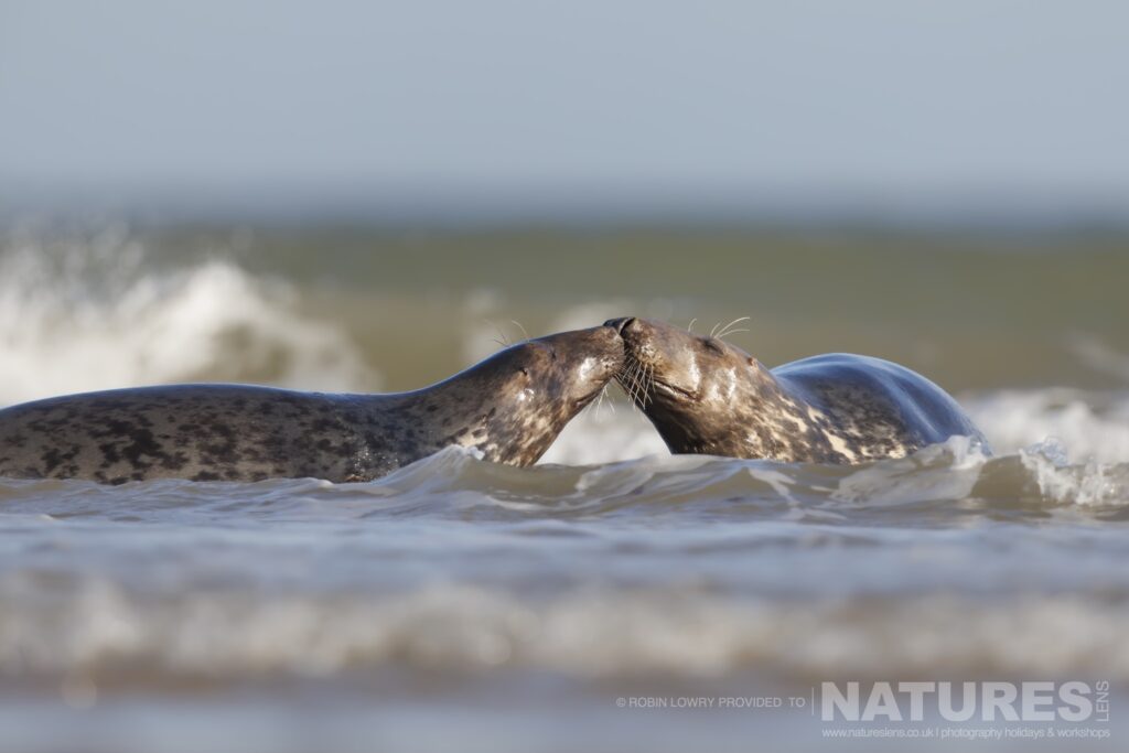 A pair of seals playing in the surf photographed by Robin Lowry whilst leading the NaturesLens Seals of Norfolk photography holiday