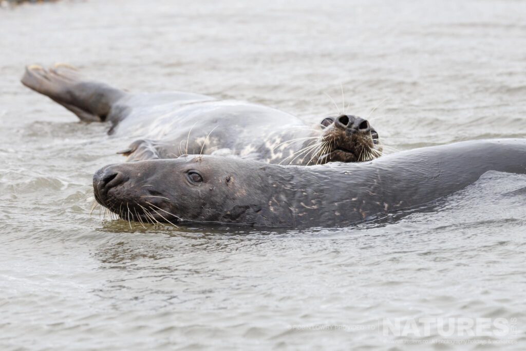 A pair of seals resting in the surf photographed by Robin Lowry whilst leading the NaturesLens Seals of Norfolk photography holiday