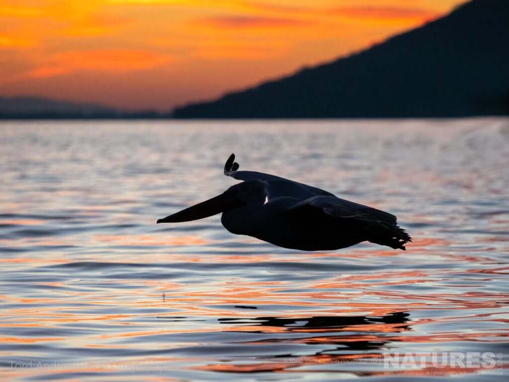 A silhouette of one of Kerkinis Dalmatian Pelicans gliding over the waters of the lake just as the sun rises photographed by Tord Andreasson