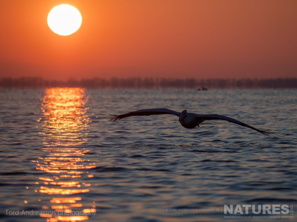 A silhouette of one of Kerkinis Pelicans gliding over the waters of the lake as the sun rises photographed by Tord Andreasson