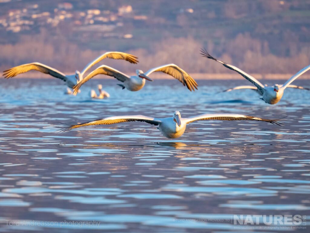 A squadron of Kerkinis Pelicans follow the boat photographed by Tord Andreasson