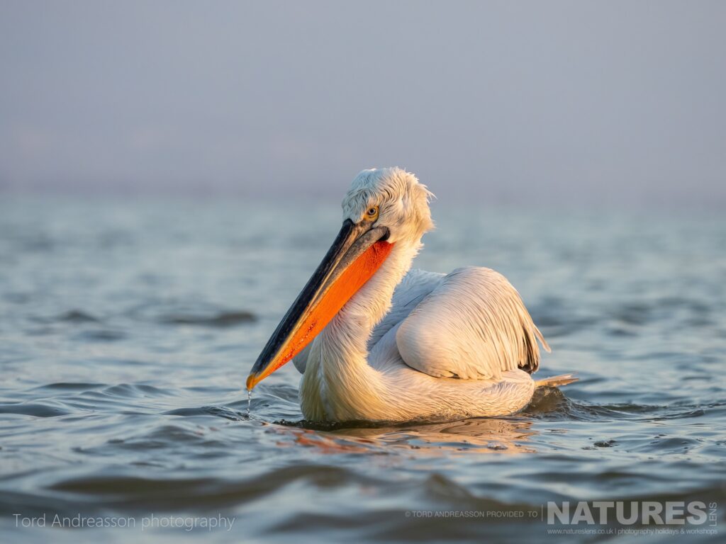 One of Kerkinis Dalmatian Pelicans drifts in the cool morning light photographed by Tord Andreasson