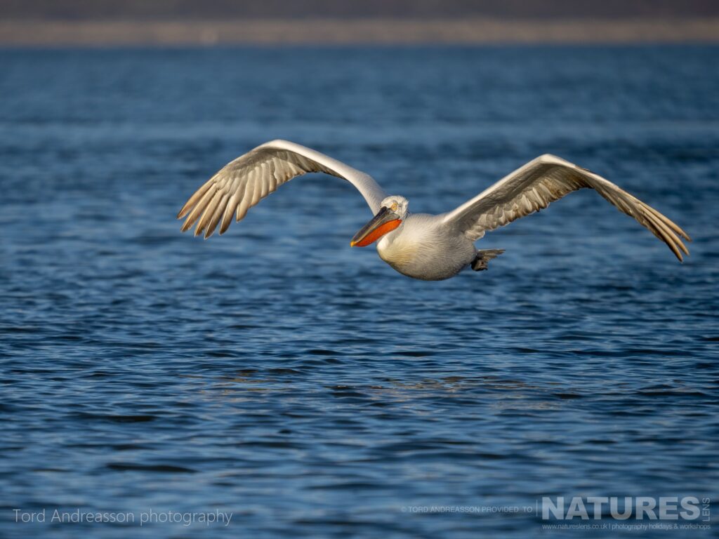 One of Kerkinis Dalmatian Pelicans flies over the waters of the lake photographed by Tord Andreasson