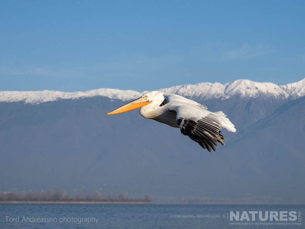 One of Kerkinis Dalmatian Pelicans flies past with the Belles mountain range in the background photographed by Tord Andreasson