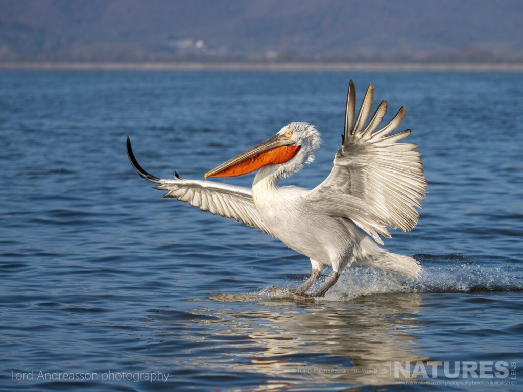 One of Kerkinis Dalmatian Pelicans lands on the lakes waters photographed by Tord Andreasson