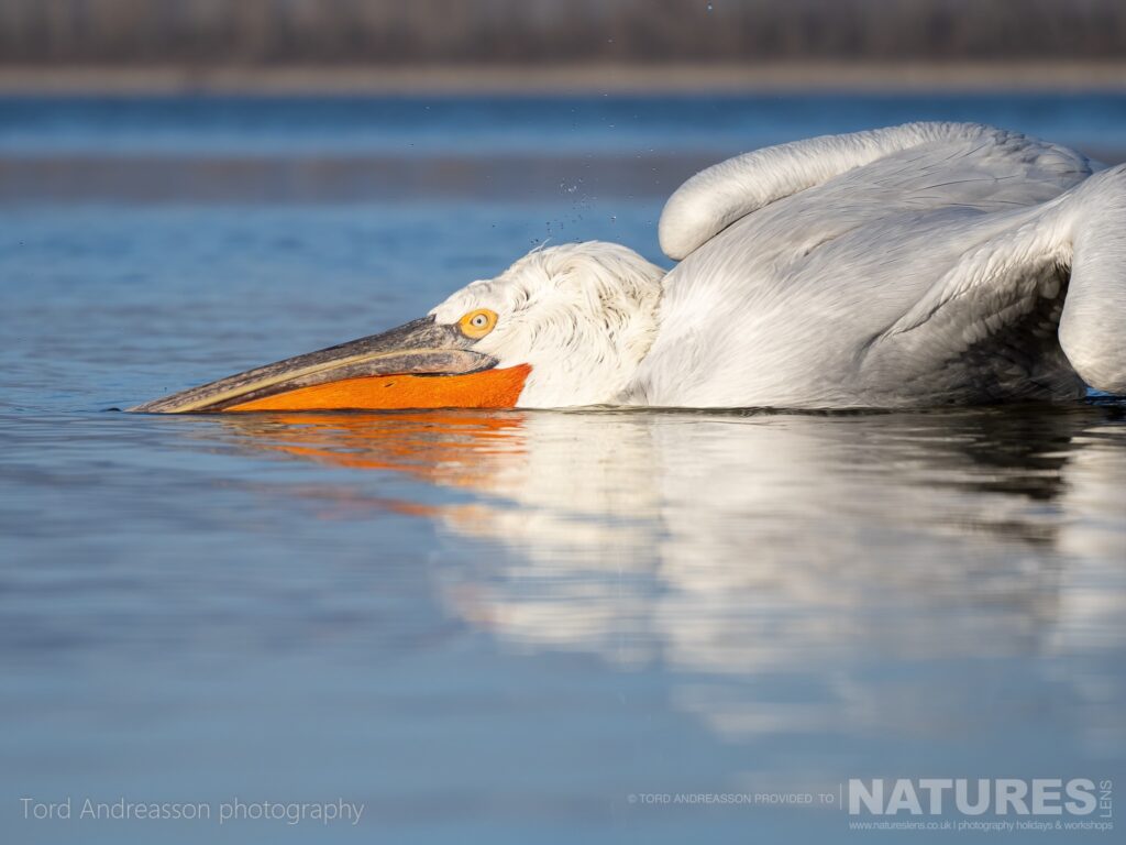 One of Kerkinis Dalmatian Pelicans photographed by Tord Andreasson