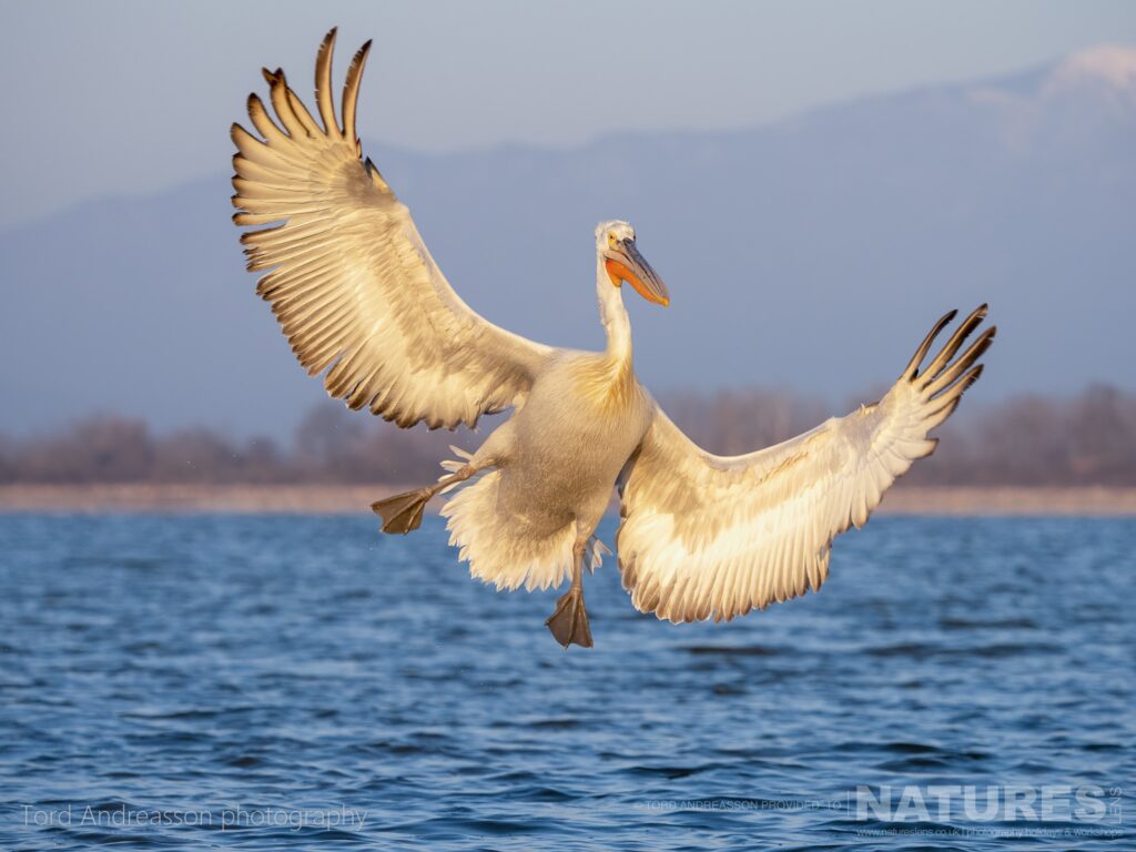 One of Kerkinis Dalmatian Pelicans stalls to land on the lakes waters photographed by Tord Andreasson