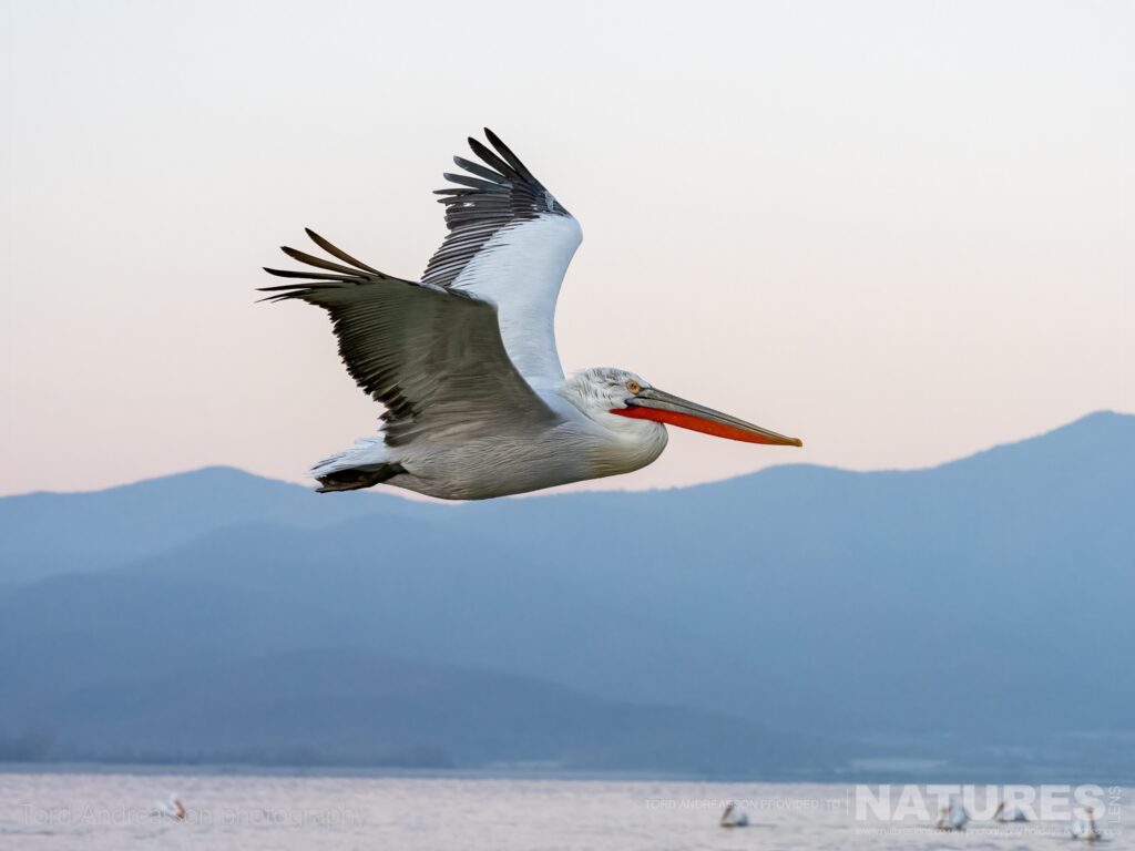 One of Kerkinis Pelicans flies above the waters of the lake in the cool morning light photographed by Tord Andreasson