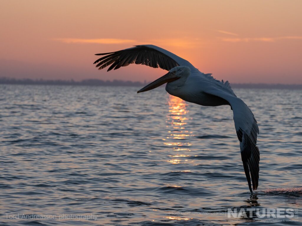 One of Kerkinis Pelicans flies above the waters of the lake just as the sun rises photographed by Tord Andreasson