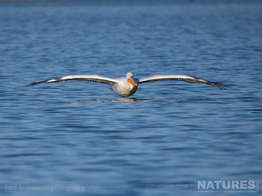 One of Kerkinis Pelicans gliding over the waters of the lake photographed by Tord Andreasson