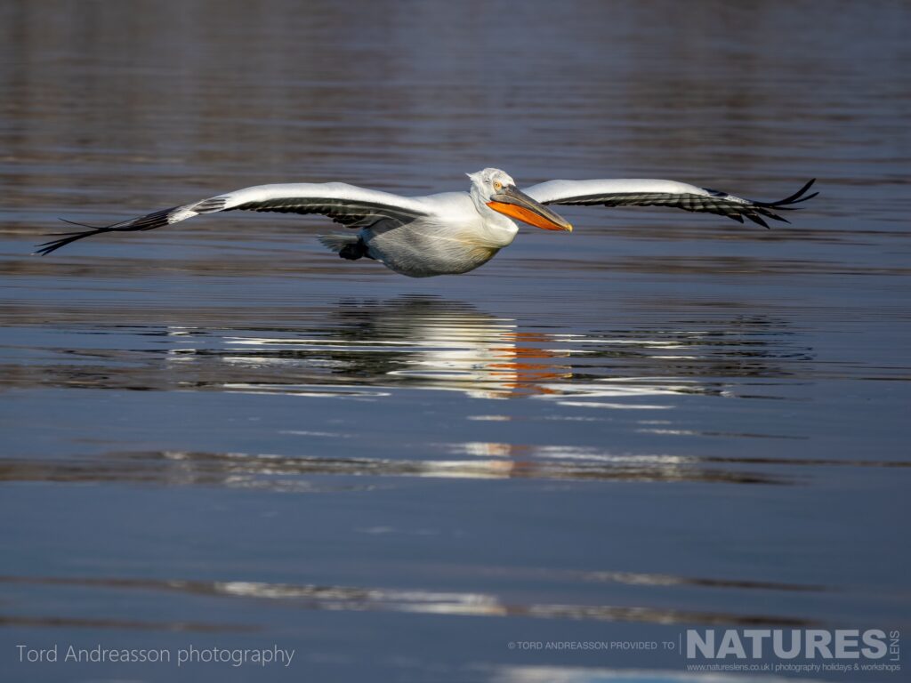 One of Kerkinis Pelicans gliding over the waters of the lake with a reflection below photographed by Tord Andreasson