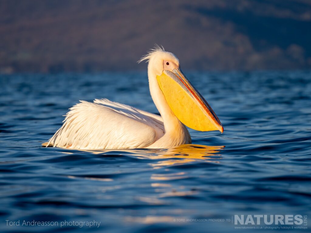 One of Kerkinis White Pelicans drifts in the cool morning light photographed by Tord Andreasson