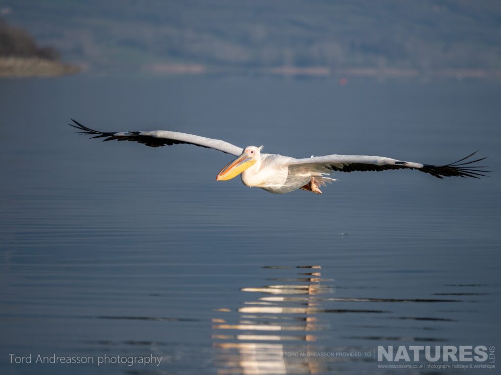 One of Kerkinis White Pelicans gliding over the waters of the lake with a reflection below photographed by Tord Andreasson