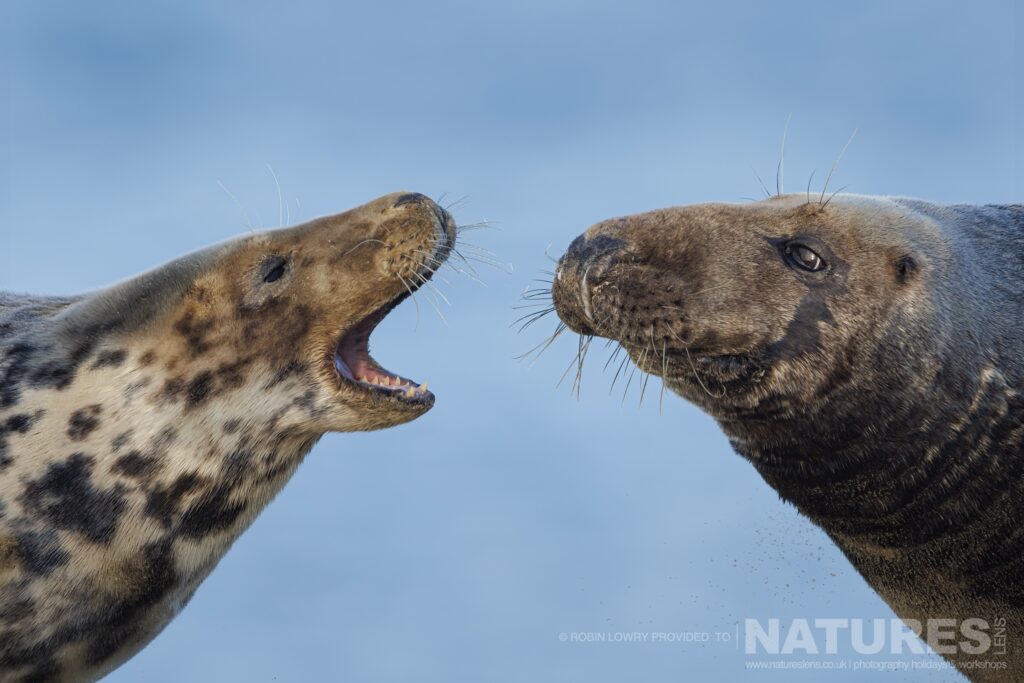 One of the feamles warns a bull seal not to get any closer photographed by Robin Lowry whilst leading the NaturesLens Seals of Norfolk photography holiday