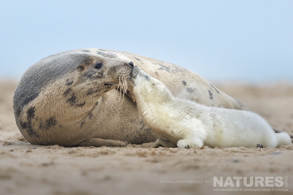 One of the female seals with her new pup on the beach photographed by Robin Lowry whilst leading the NaturesLens Seals of Norfolk photography holiday