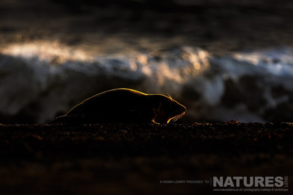 One of the seals rimlit due to the sun just rising photographed by Robin Lowry whilst leading the NaturesLens Seals of Norfolk photography holiday