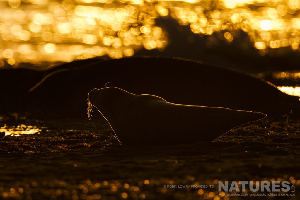 One of the seals rimlit due to the sun setting photographed by Robin Lowry whilst leading the NaturesLens Seals of Norfolk photography holiday