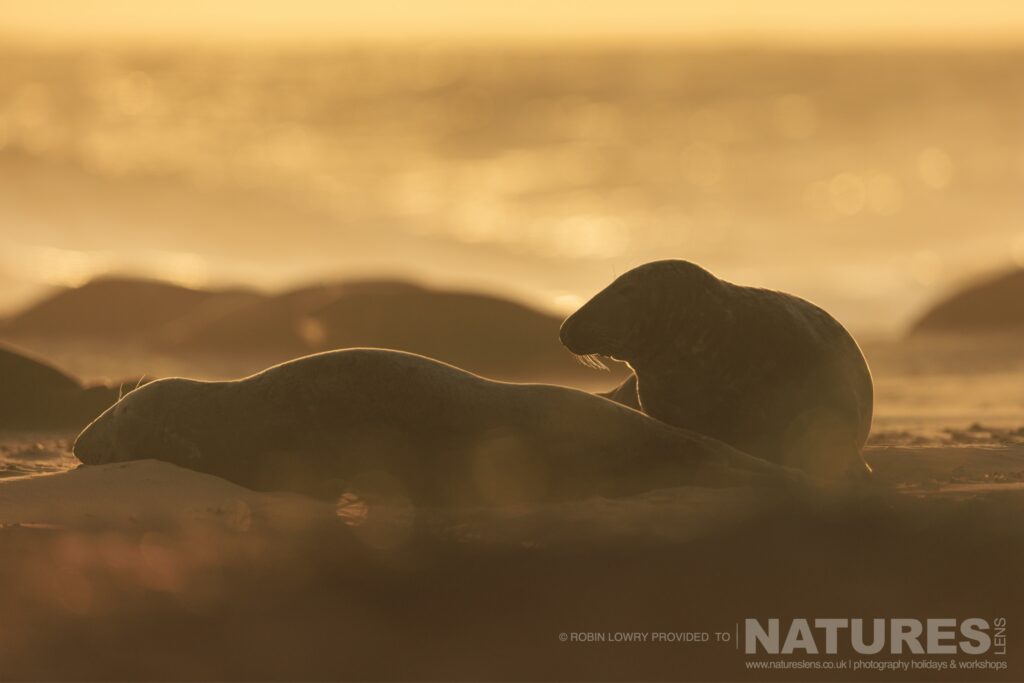 Seals at Sunset photographed by Robin Lowry whilst leading the NaturesLens Seals of Norfolk photography holiday