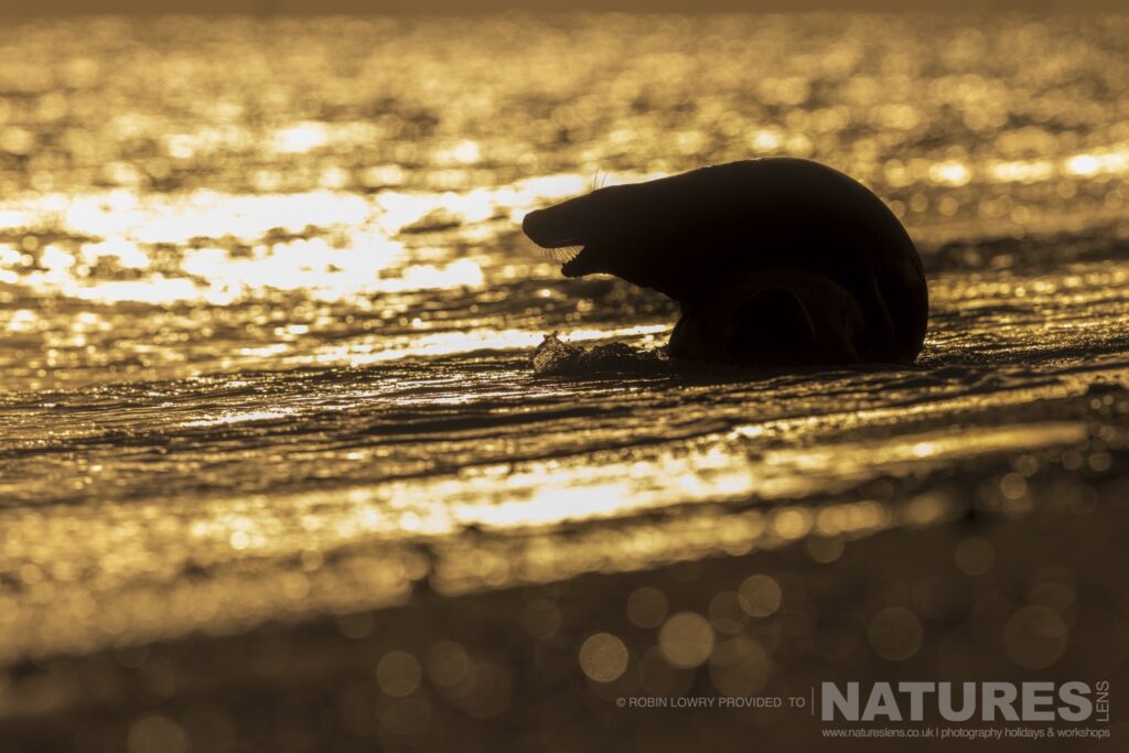 Sunrise with a silhouetted seal photographed by Robin Lowry whilst leading the NaturesLens Seals of Norfolk photography holiday