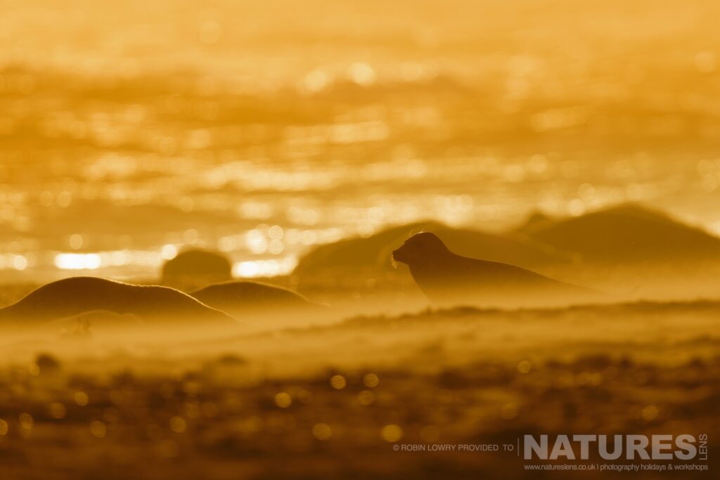 Sunset with a group of seals photographed by Robin Lowry whilst leading the NaturesLens Seals of Norfolk photography holiday