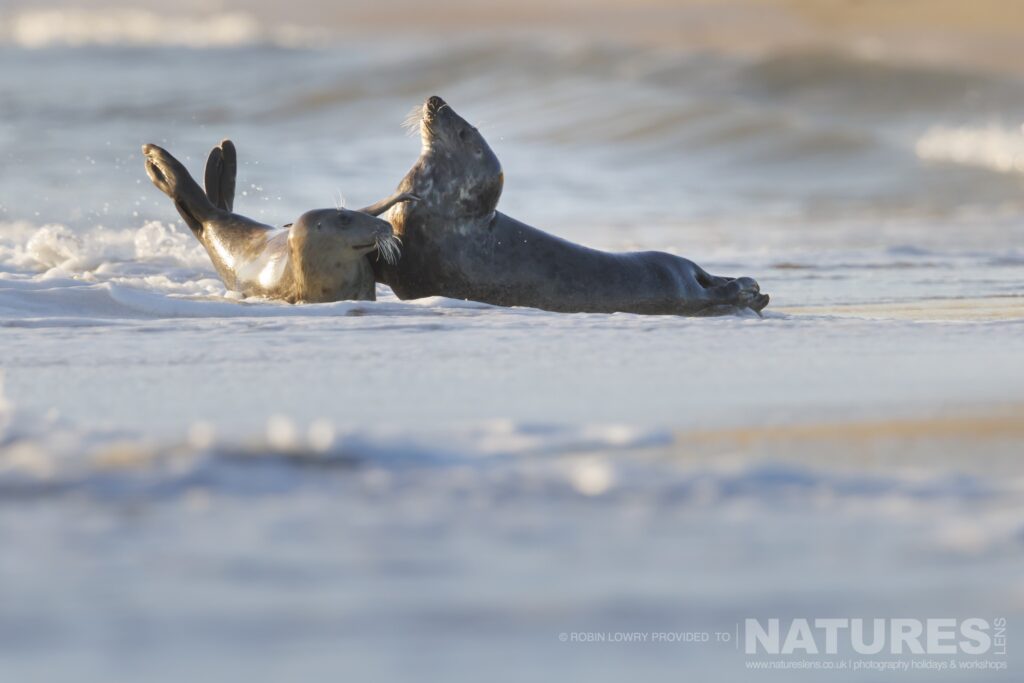 Two of Norfolks seals playing in the surf photographed by Robin Lowry whilst leading the NaturesLens Seals of Norfolk photography holiday