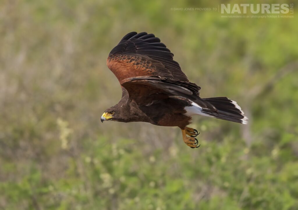 A Harriss Hawk takes flight photographed during the NaturesLens Birdlife of Texas Photography Holiday