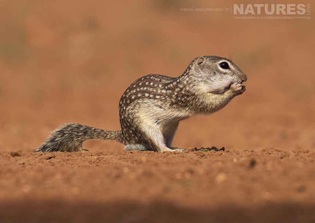 A Mexican Ground Squirrel photographed during the NaturesLens Birdlife of Texas Photography Holiday