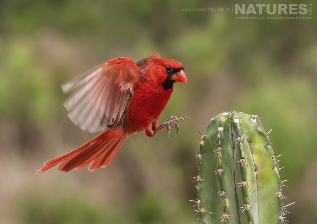 A Northern Cardinal Male about to land photographed during the NaturesLens Birdlife of Texas Photography Holiday