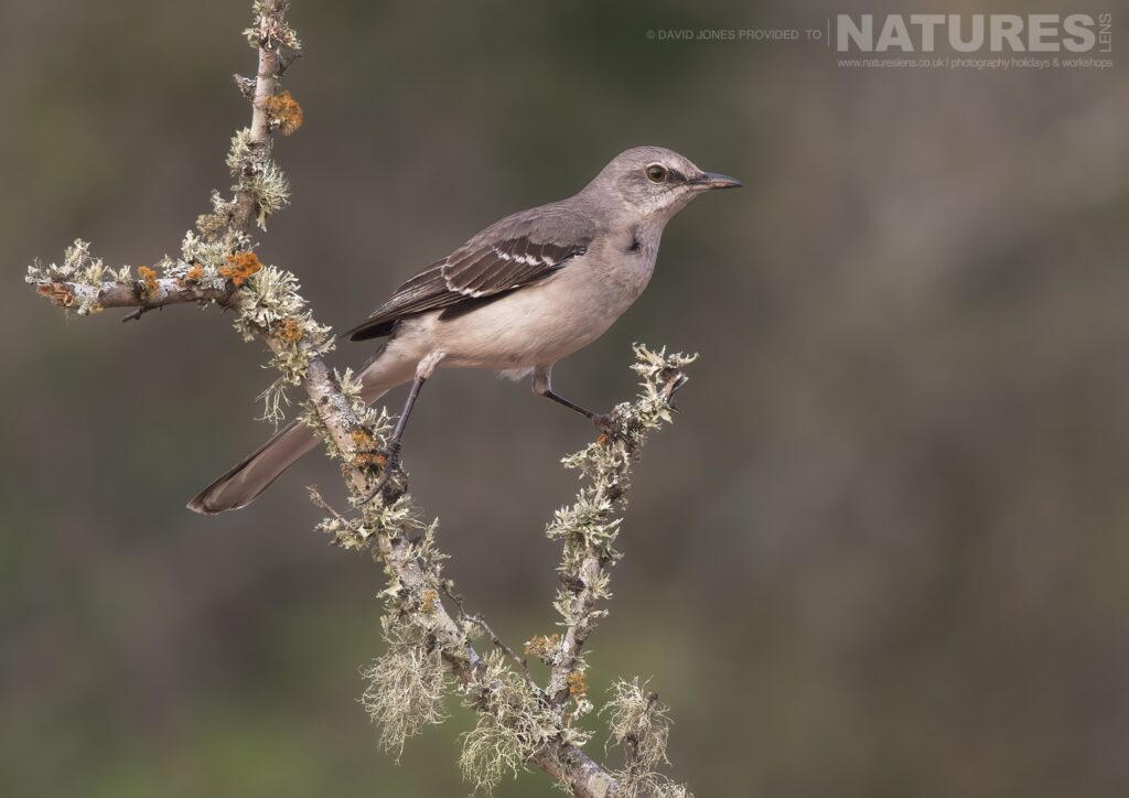 A Northern Mockingbird photographed during the NaturesLens Birdlife of Texas Photography Holiday