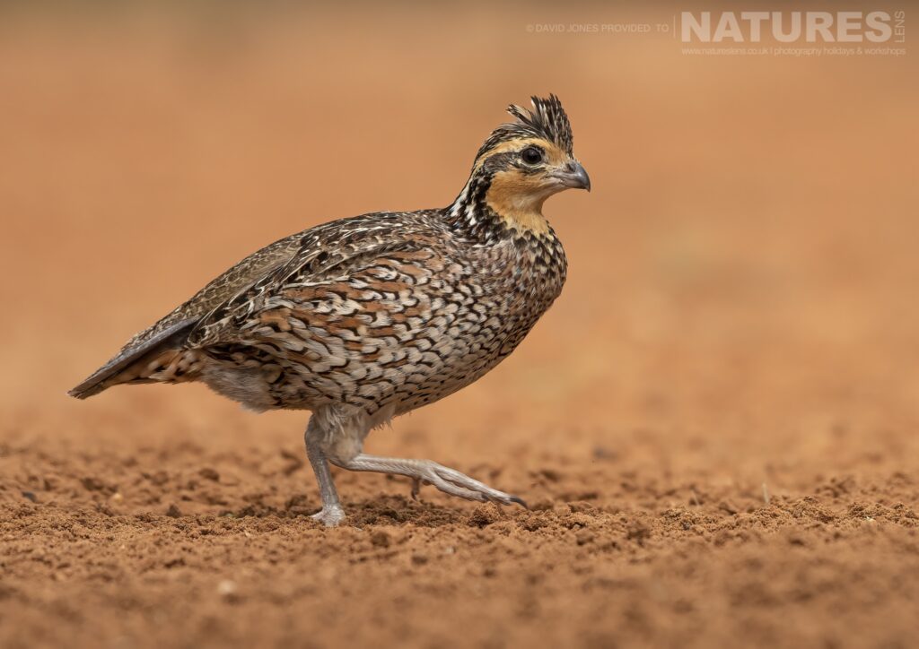 A female Northern Bobwhite photographed during the NaturesLens Birdlife of Texas Photography Holiday