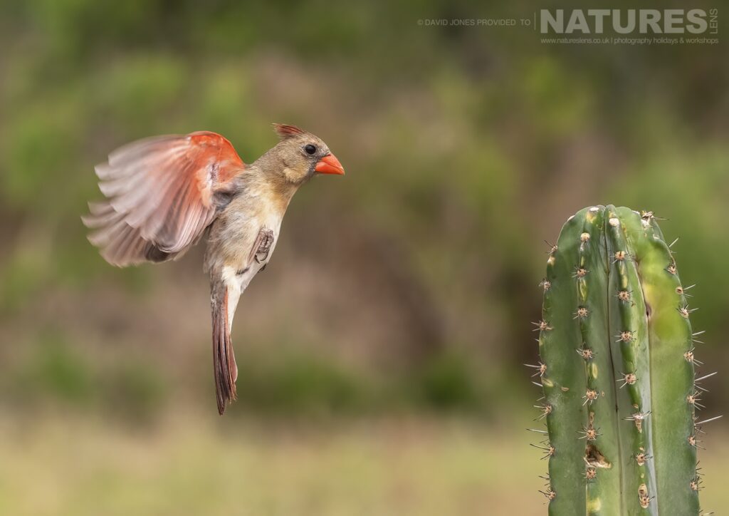 A female Northern Cardinal Female comes in to land photographed during the NaturesLens Birdlife of Texas Photography Holiday