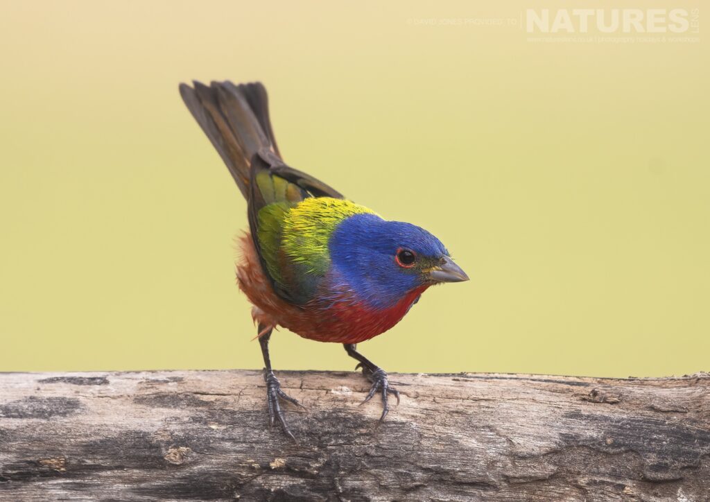 A male Painted Bunting photographed during the NaturesLens Birdlife of Texas Photography Holiday