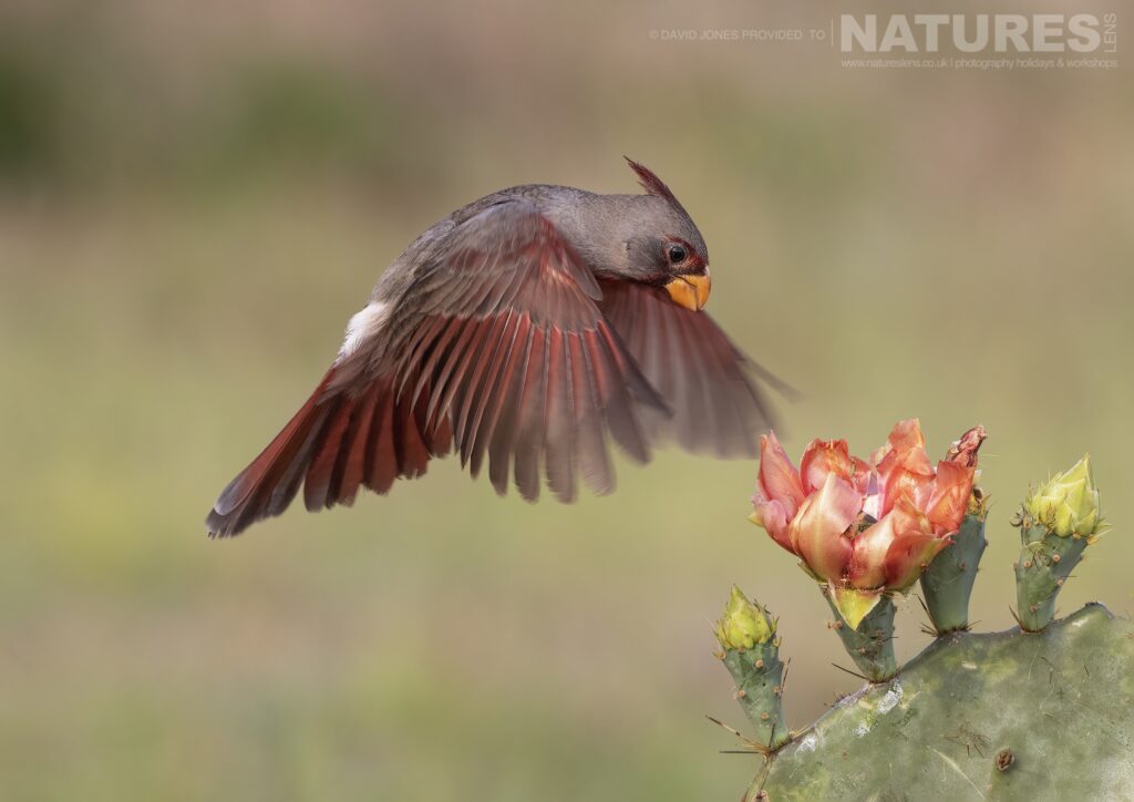 A male Pyrrhuloxia about to land photographed during the NaturesLens Birdlife of Texas Photography Holiday