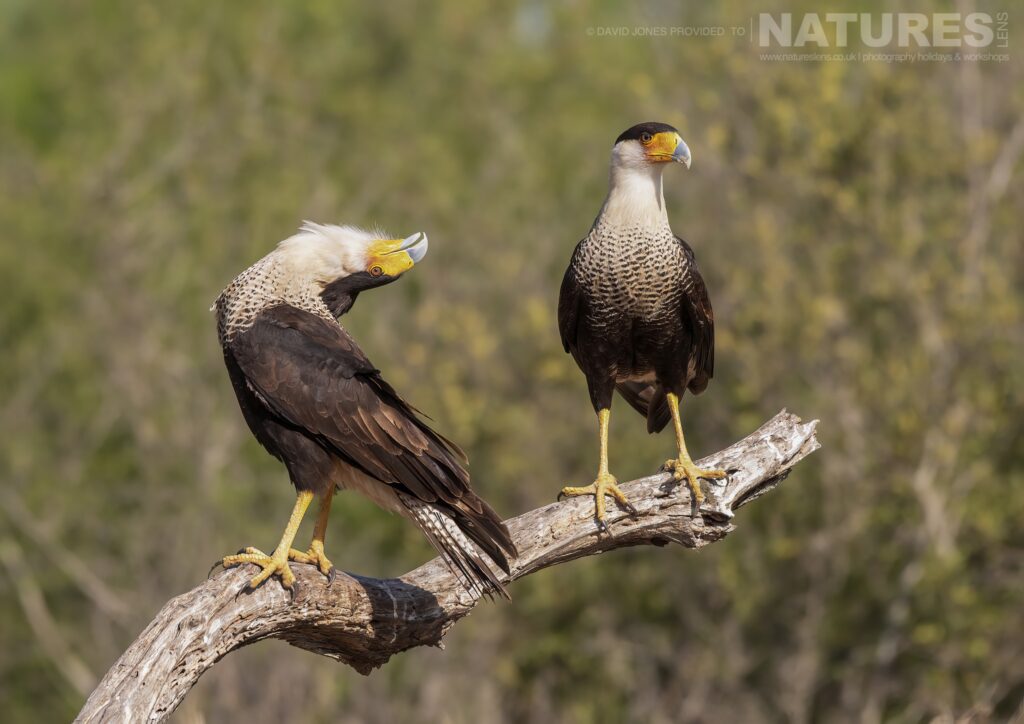 A pair of Caracara photographed during the NaturesLens Birdlife of Texas Photography Holiday