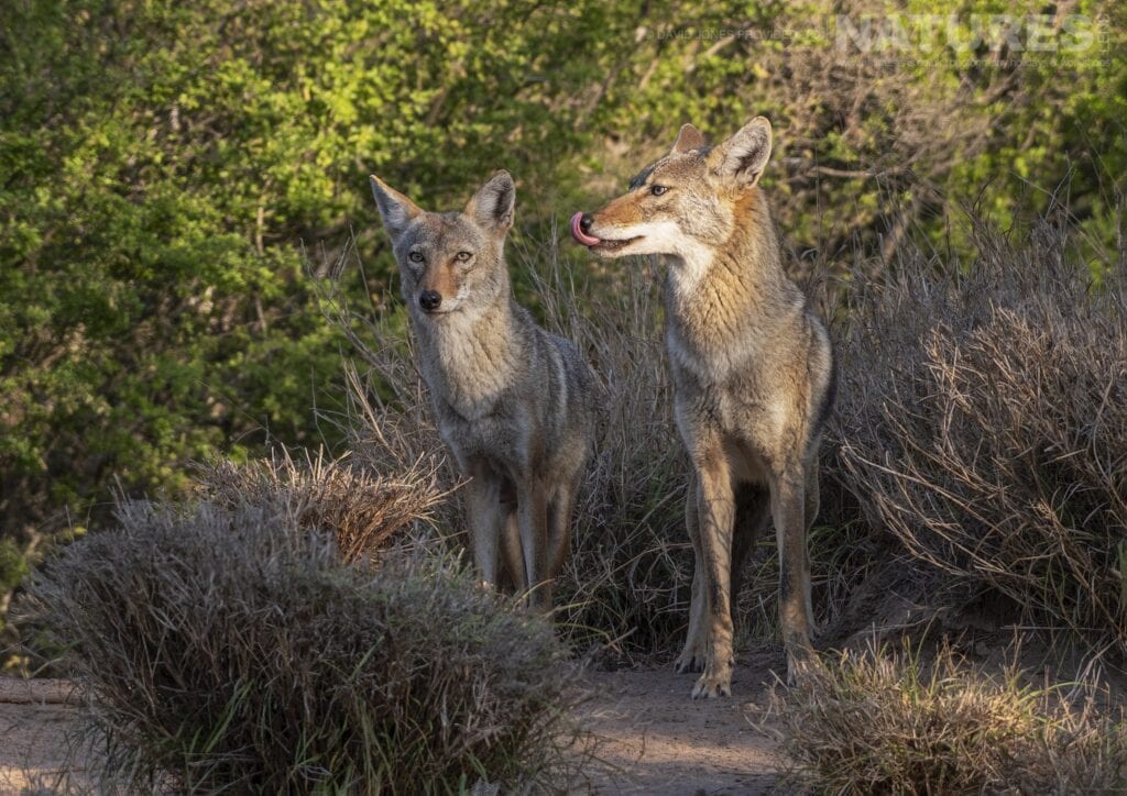 A pair of Coyote at one of the waterholes photographed during the NaturesLens Birdlife of Texas Photography Holiday