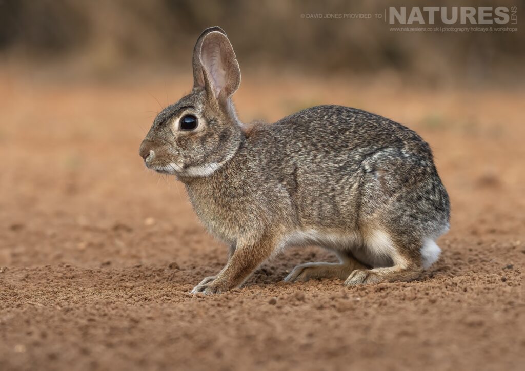 An Eastern Cottontail photographed during the NaturesLens Birdlife of Texas Photography Holiday